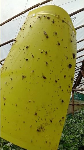 Insect Catcher Sticky Glue Traps - bug traps