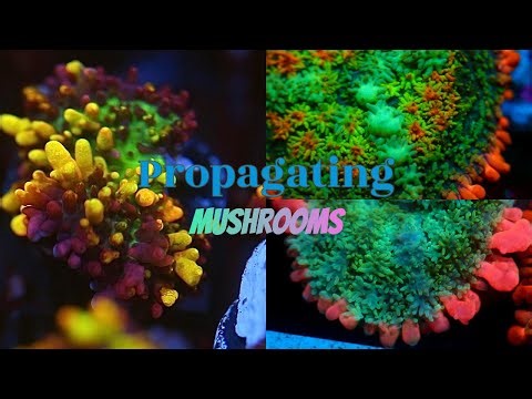 Mushroom Coral Propagation!