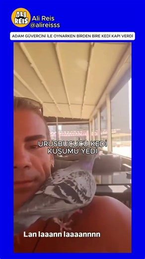 ADAM GÜVERCİNİ İLE OYNARKEN BİRDEN BİRE KEDİ KAPI VERDİ