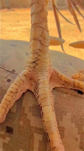 World's Rarest "Python Scale" Aseel Feet! 🐍🔥 #shorts