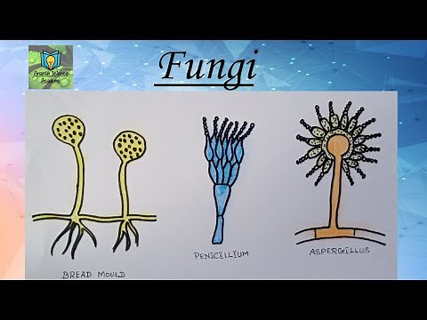 How to draw Fungi || Class 8 science