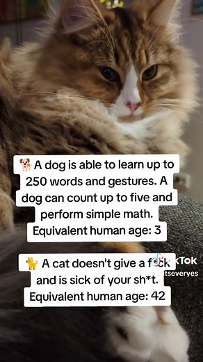 The difference between cats and dogs 😂🐕🐈 #cattok #catfacts #catlovers #kittenlovers #funnycat