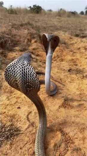 Terrifying Presence of a Cobra Snake #naturelovers #animals #snakevideo #wildanimals