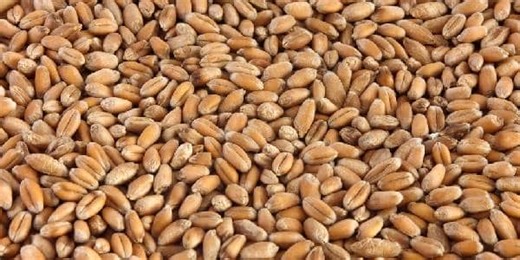 Robot saves grain – level 3 - News in Levels