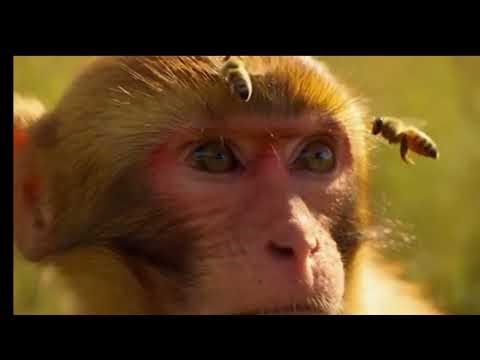 Baby Monkey Stung by Bees While Collecting Honey, We Helped Him Recover 🍯🐒