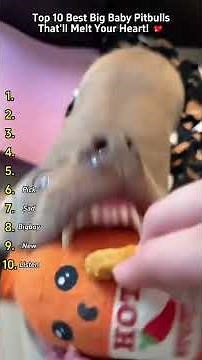 “Still Think Pitbulls Are Scary? Watch These 10 Heart-Melting Moments!”