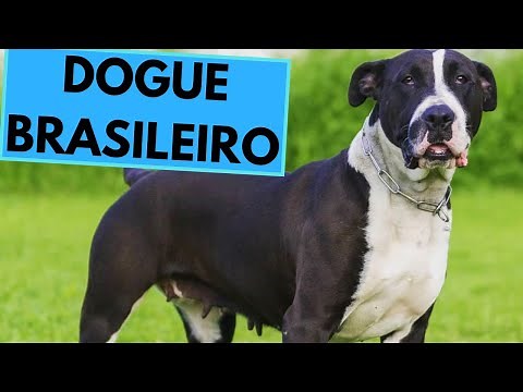 Dogue Brasileiro Dog Breed - Facts and Information - Brazilian Dogo