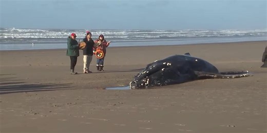 Humpback whale beached on Oregon coast euthanized