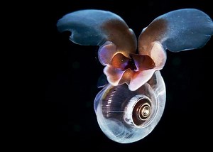 Sea butterfly ~ Detailed Information | Photos | Videos