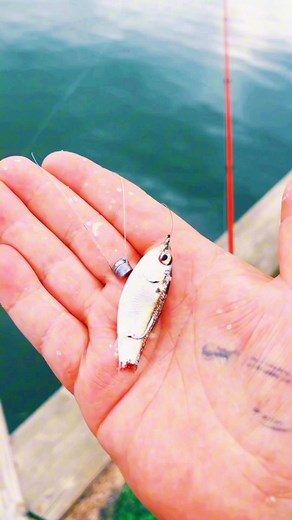 96K views · 2.8K reactions | Simple panfish sandwich (catch clean cook) #cooking #fishing #outdoors #easyrecipe #cheapprice #seafoodlover | Wade Fishez | Facebook