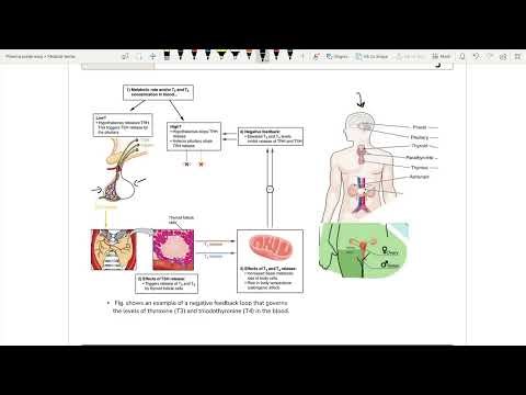 Lecture 2 p2: Glands of endocrine system
