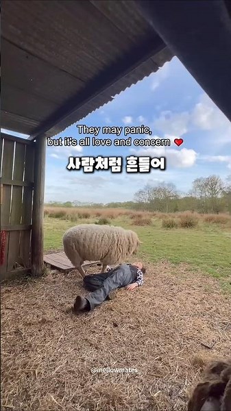 What happens when you pretend to collapse in front of animals