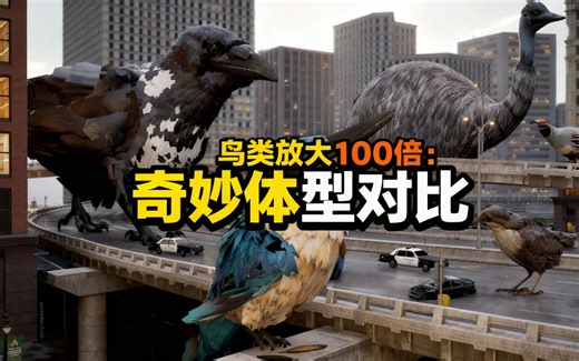 [中配]鸟类放大100倍：奇妙体型对比 - Data Ball