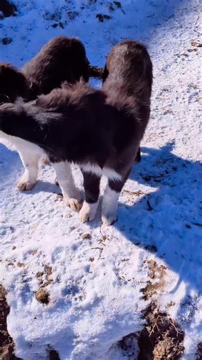 6.8K views · 132 reactions | Batman, petit cœur noir et blanc. Une tête toute sombre, un regard qui accroche, un caractère sensible et une soif d'apprendre qui le rend encore plus touchant. Border collie né de l'union de Puck et Oslo inscrit au LOF. Visible à saint Auban | Les Lytoux | Facebook