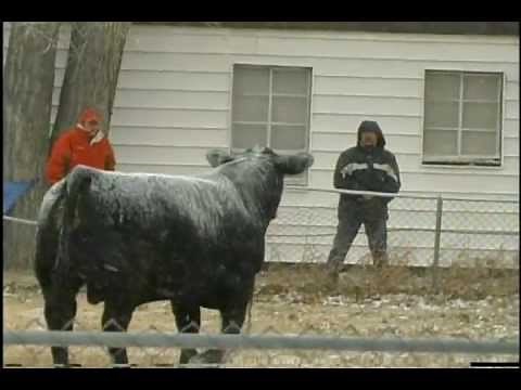 Runaway Bull "When bulls go wild"