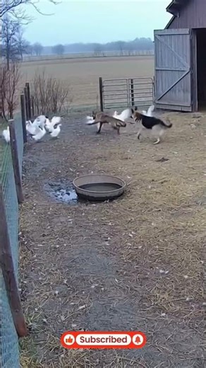 Covert Entry: German Shepherd Defends Duck Flock