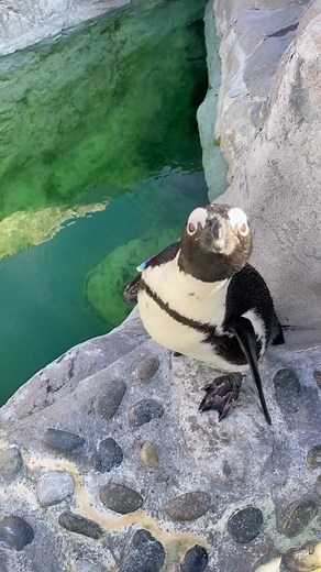 Mystic Aquarium on TikTok