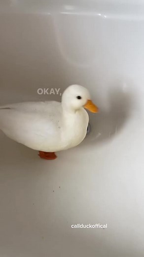 Understanding Aggression and Mating Behavior in Male Ducks