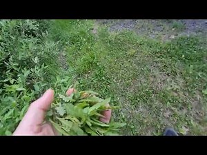 (Comptonia peregrina), "Sweetfern", 1 of the 4 ingredients for the Heavenly Green Drink🍵 🍾🧙‍♂️🌿