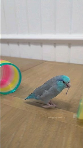 Trick Training 🤩