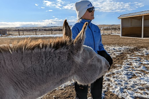 Owning Donkeys for Beginners (Pros, Cons, What to Expect) - Horse Rookie