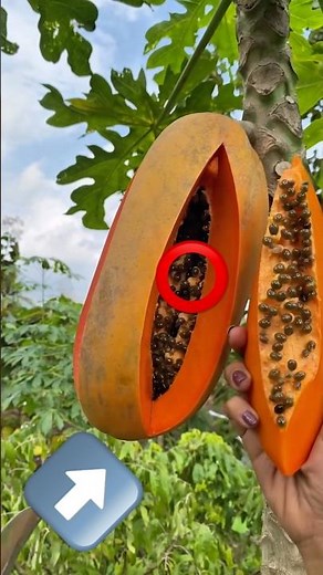 CLIMBED UP THE NEIGHBOR'S PAPAYA TREE AND THE TREE BROKE 🌴