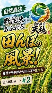 【自然農法】野性味あふれる田んぼの風景！稲穂が垂れ始めた田んぼの生命力｜田んぼレポート#2 #農業 #現代農業