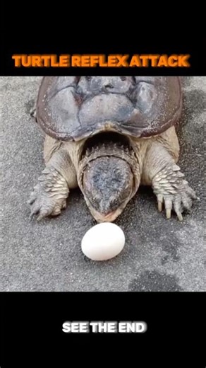 Turtle vs Cat Reflexes⚡️#animals #wildlife #shorts
