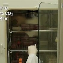 Video: Assessing Somatic Hypermutation in Ramos B Cells after Overexpression or Knockdown of Specific Genes