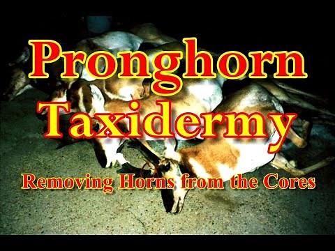 Pronghorn Taxidermy Removing Horns from Core