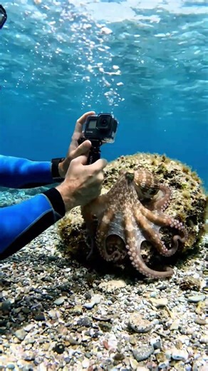Dive into the mysterious world of the Octopus 🐙. #shorts #trending #octopus