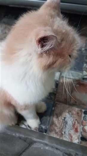 cat angry #catfunny