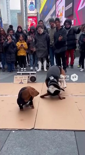 Two Street Dogs Break Into Hiphop Dance — Funniest Viral Moment!