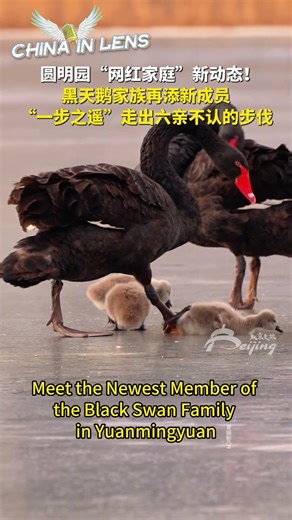 The Yuanmingyuan "It" Bird Squad Just Got Bigger!