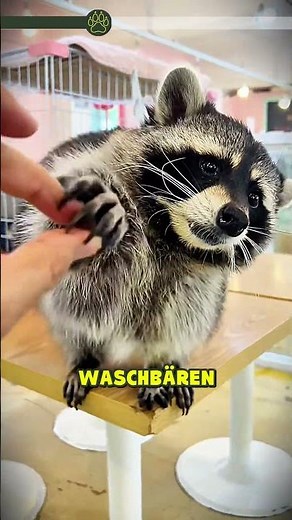 Waschbär: Der charmante Dieb mit den Super-Pfoten! 🦝🍕