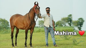 10K views · 936 reactions | Beautiful Marwari Mare Mahima | Exploring Rajasthan | Facebook