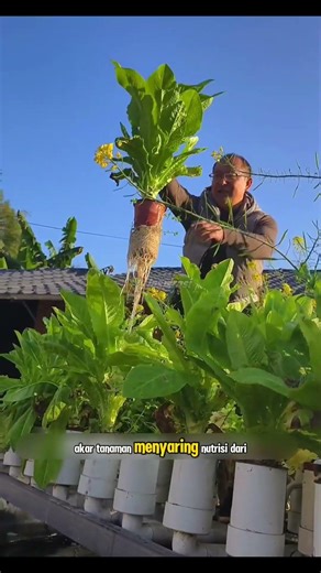 The Secret to Natural Aquaponics! Clear Fish Ponds and Fertile Vegetables Without a High-Density ...