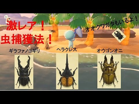 【あつ森】【コメ欄に最新版リンク有り】激レア甲虫3種（ヘラクレスオオカブト・オウゴンオニクワガタ・ギラファノコギリクワガタ）の捕まえ方！（オオクワガタいっぱい！）【あつまれどうぶつの森】