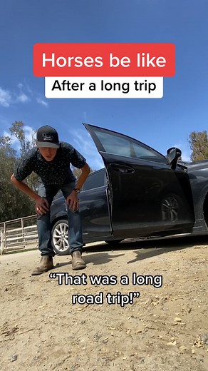 Funny Horse Impressions: Pooping, Peeing, and Drinking Water