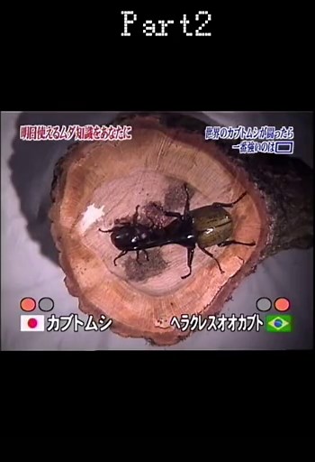 カブトムシvsヘラクレスオオカブトのトリビア