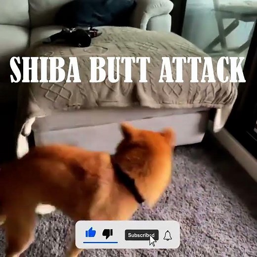 How my dog execute shiba inu butt attack | barkermeow