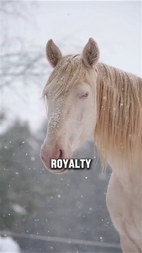 You Won't Believe These AMAZING Andalusian Horse Facts #horse #shorts