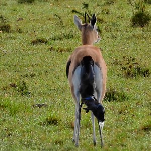 21M views · 392K reactions | Birth!!! | Rob The Ranger Wildlife Videos | Facebook