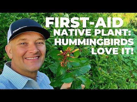 Top Reasons You Should Grow Firebush (Hamelia patens)