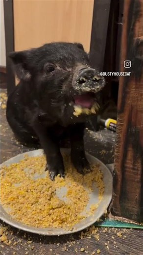 little puffin is finally eating pig food