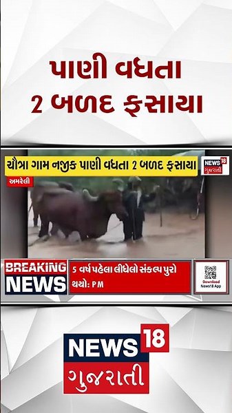 Amreli Rain Flood Update News | પાણી વધતા 2 બળદ ફસાયા | Monsoon 2026 | News18 #shorts