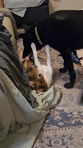 We have entered the velociraptor stage of puppyhood. #collie #puppy #puppyplay