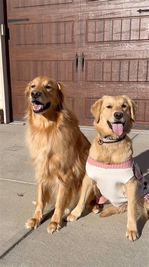 867K views · 33K reactions | Teddys ongoing girl problems… #dog #goldenretriever | Aguyandagolden | Facebook