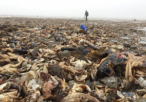 What caused thousands of sea creatures to wash up dead on Courier Country shores?