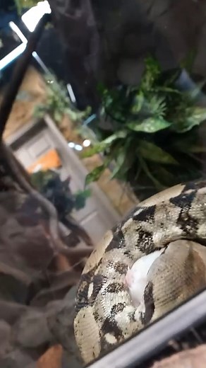 93K views · 704 reactions | #reels #snakefeeding | Brian Barczyk | Facebook